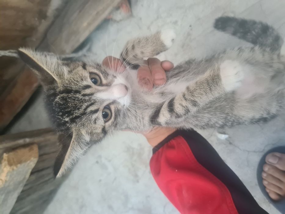 Отдаю котят в добрые руки