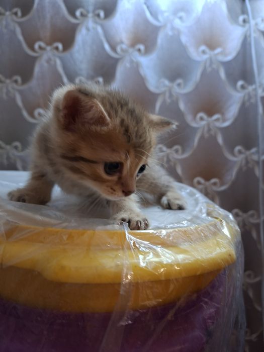 Котята шотландцы