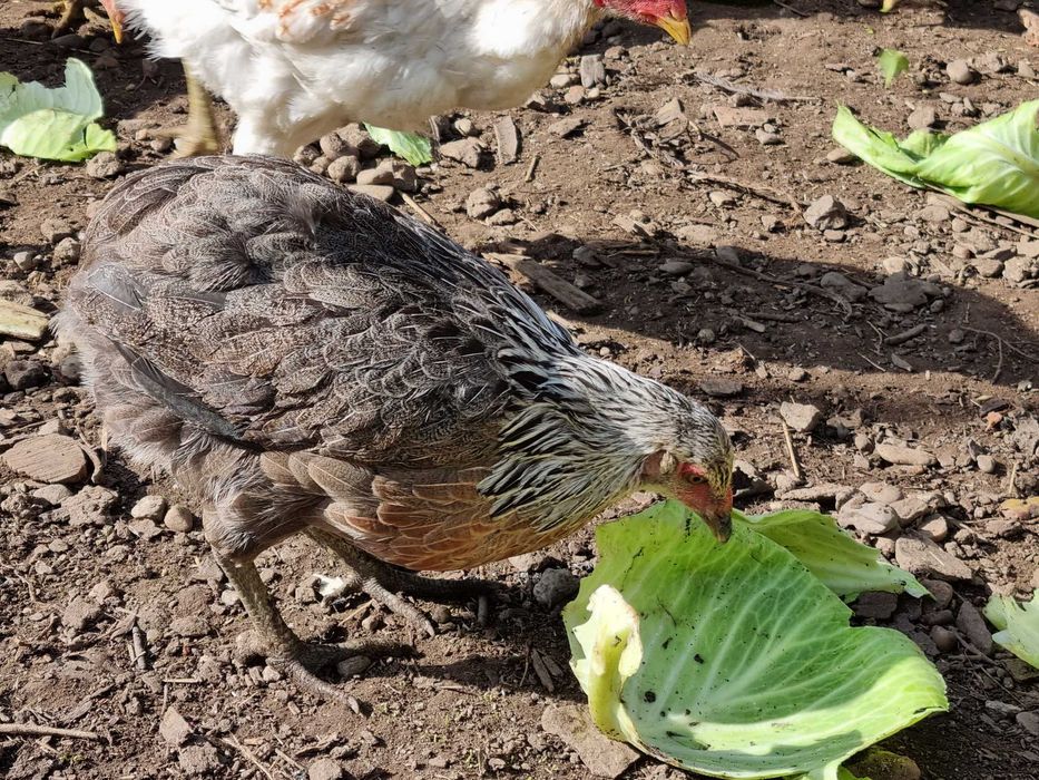 Gaini si Cocosi tineret Araucana de vanzare
