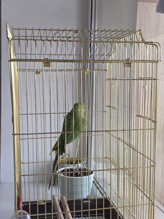 Продам ожерелового попугая с клеткой