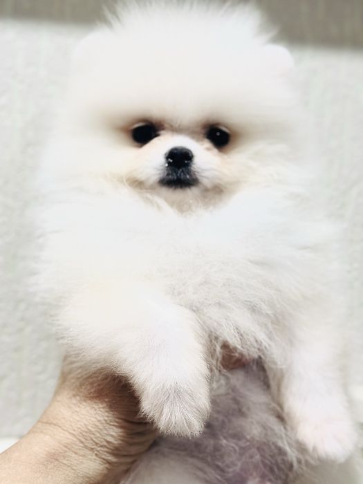 Шикарные щеночки мини шпица 100%