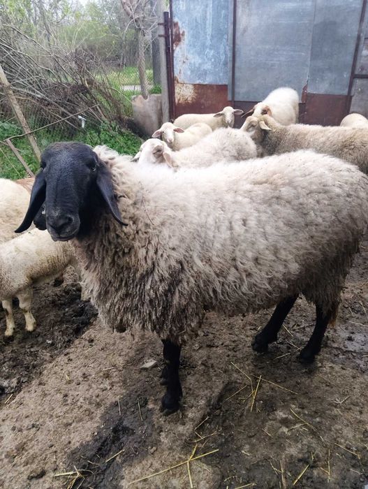 Продавам черноглав коч