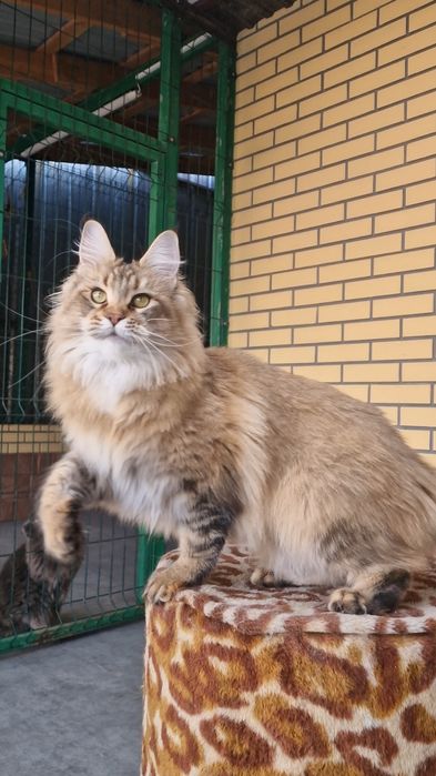 Мейн-кун девочка