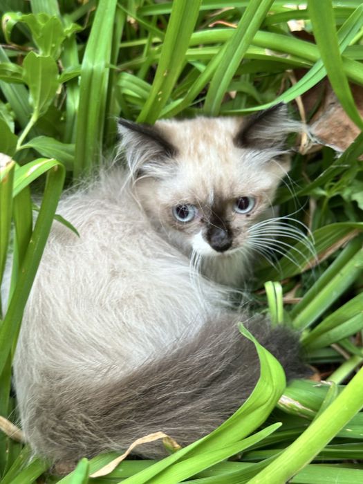 Отдам котенка в хорошие руки
