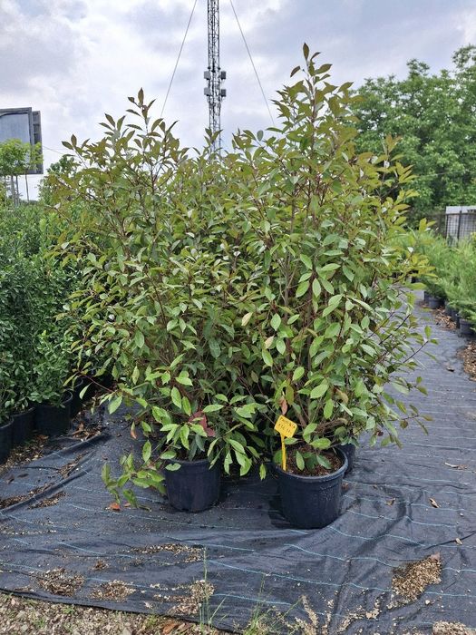 Amnajam grădini cu plante ornamentale și piatra naturala gazon și tot ce ține de grădină
