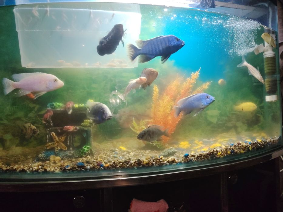 Аквариум сотилади барча жихозлари ва баликлари бн