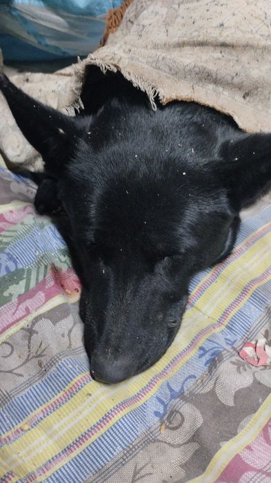 Нашли авчарку  черного окраса