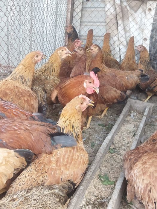 Продам куры домашние
