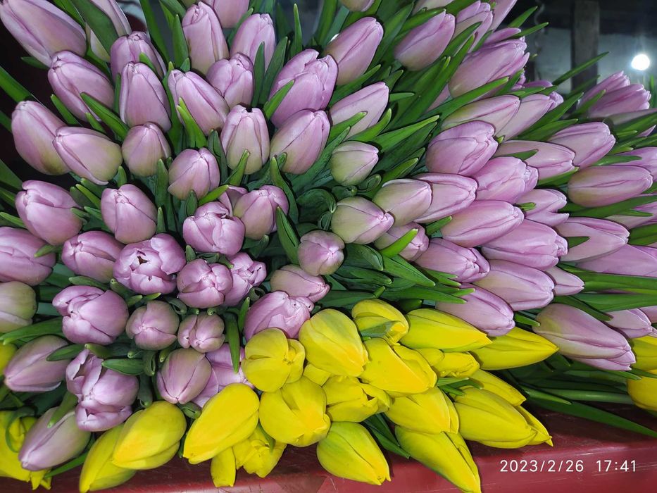 Продам тюльпаны к 8 марта.