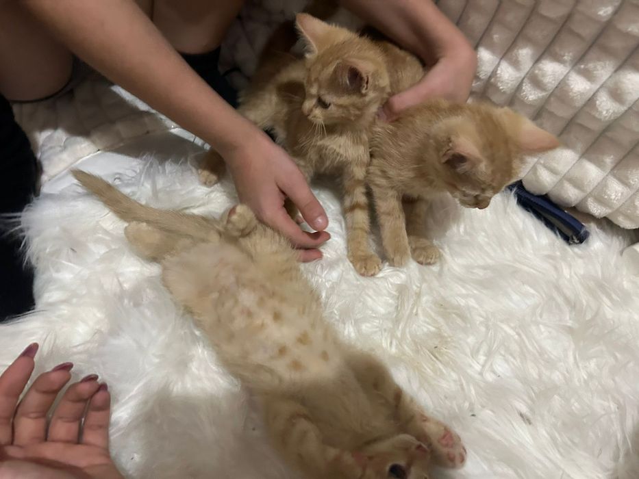 Котята в добрые руки