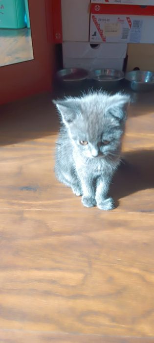 Отдам котёнка в хорошие руки