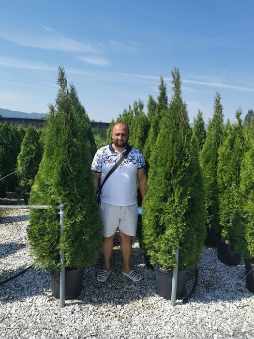 Vând plante ornamentale orice specie