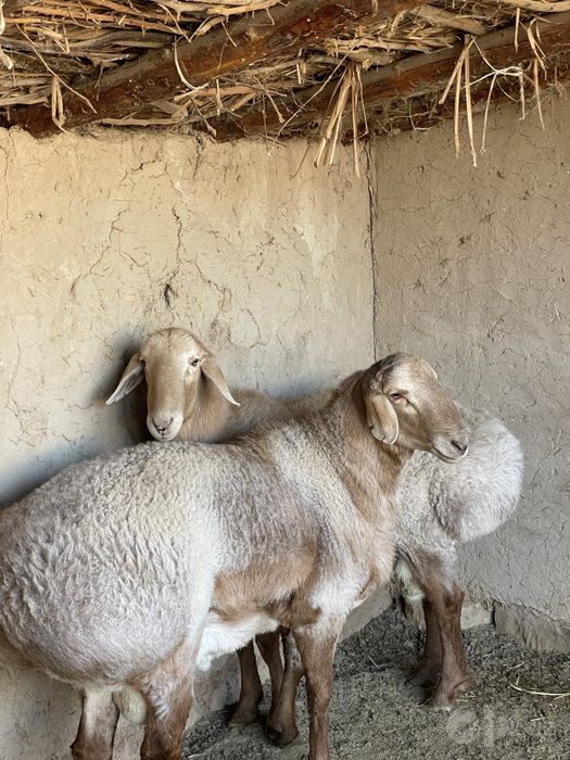 Arashan quy zotor