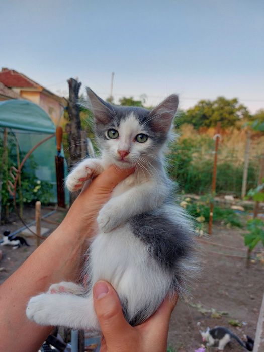 Подарявам котенца