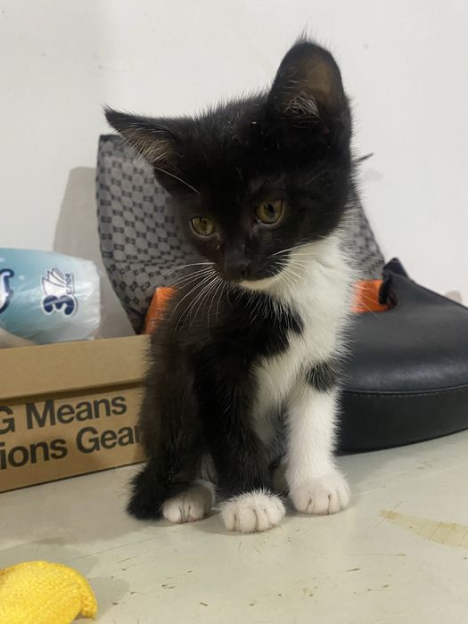 Котёнок домашний мальчик отдам