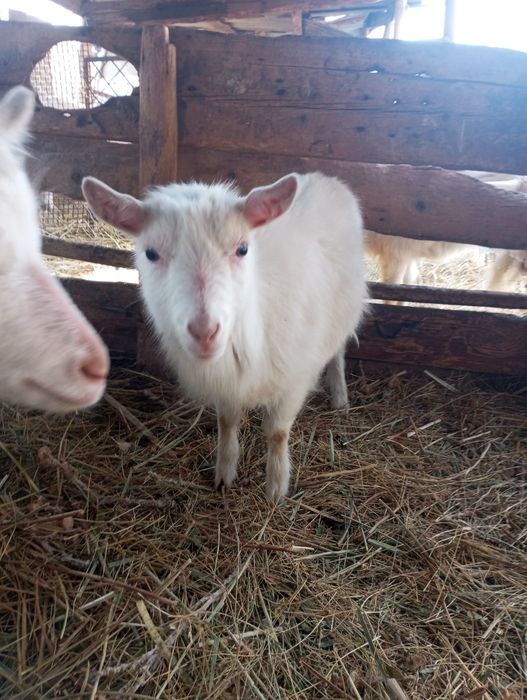 Продаю молодую козочку