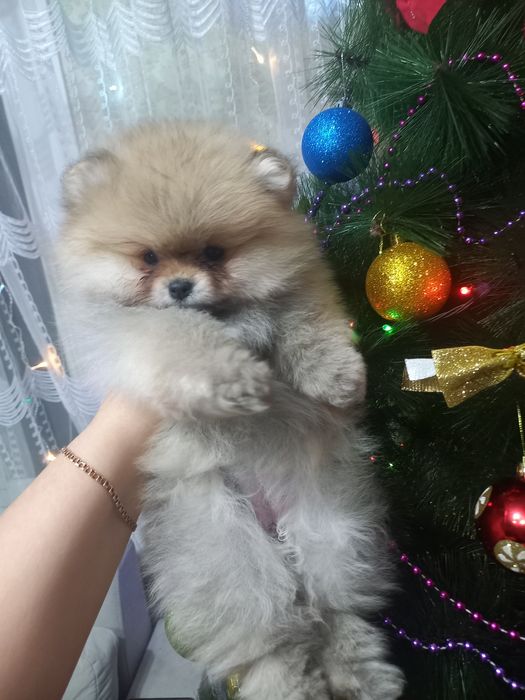 Продаются шикарные шпицы