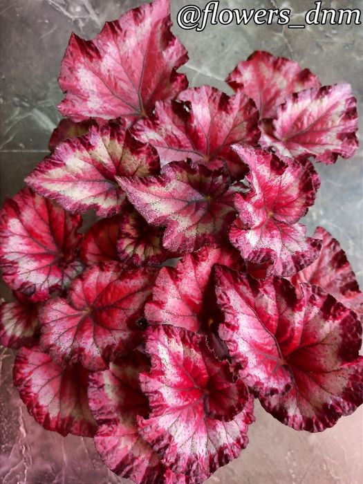 Бегония сортовая