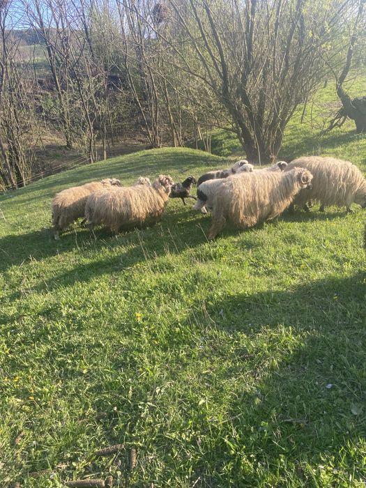 Vand 4 oi si o carlana