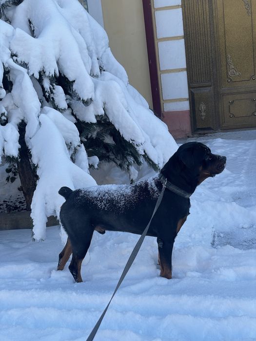 РОТВЕЙЛЕР щенок на продажу