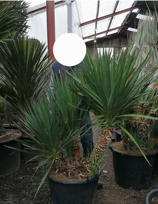 Yucca faxoniana - soi extrem de rezistent