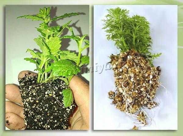 Биоперегной Вермикулит