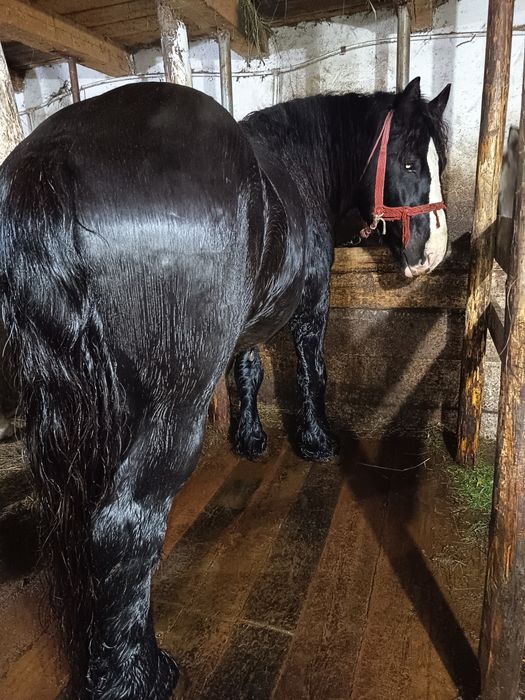 De vânzare relații la telefon