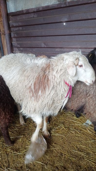 Кошкар 2 годовалый