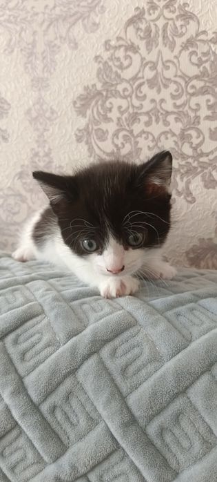 Отдам котят девочки