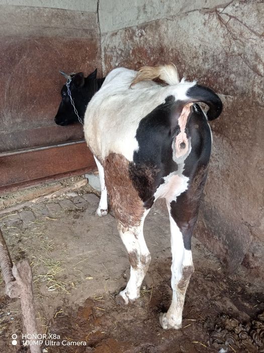 Boqilgan tayyor gunojinlar