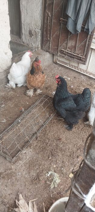 Брама тухумлари тоза