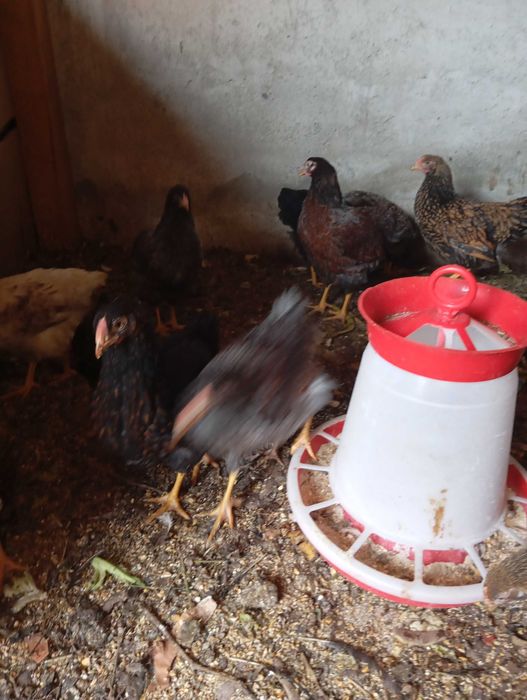 Vând 3 puicute Wiandote de 6 luni.