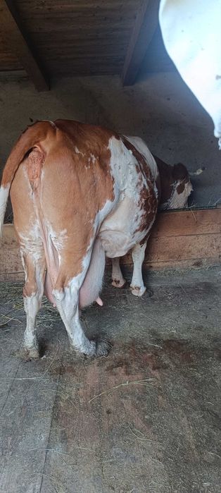Vacă de Vânzare rasa Băltată Românească