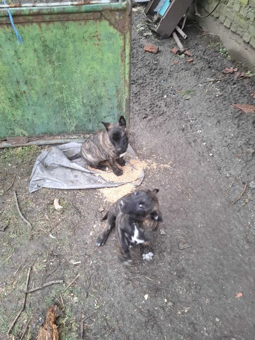 Кученца на 65 дни