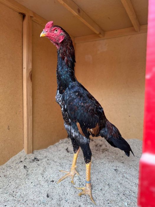 майский дакан сатылады