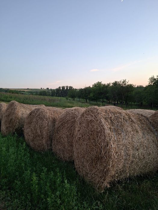 Vand baloți             .
