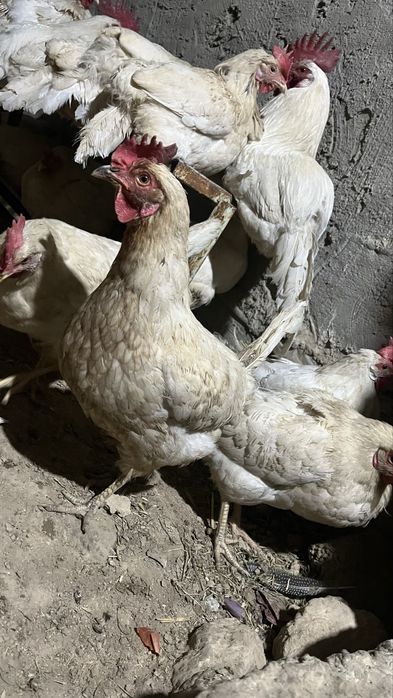 Куры тауык несушки
