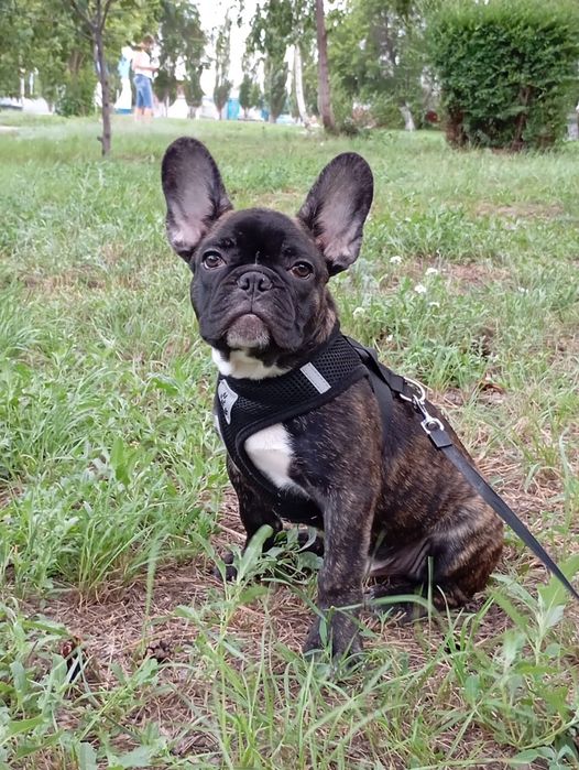 Французский бульдог ищет подругу