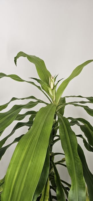 Пальма 3х метровая