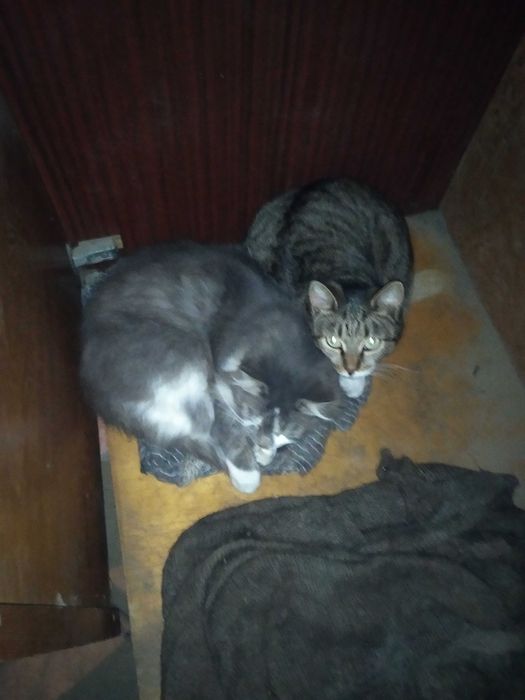 Отдам бесплатно 2 Кошек