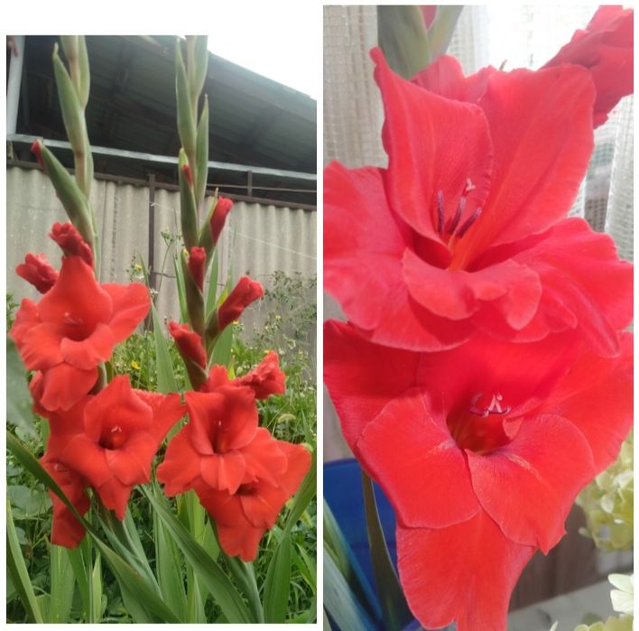 Гладиолусы, луковицы гладиолусов