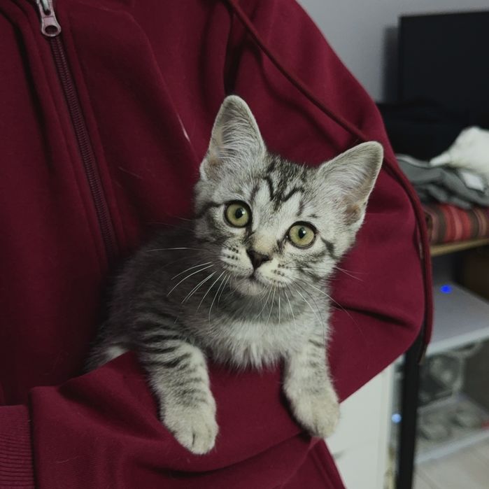 Ласковые котята ждут своих хозяев, Шымкент