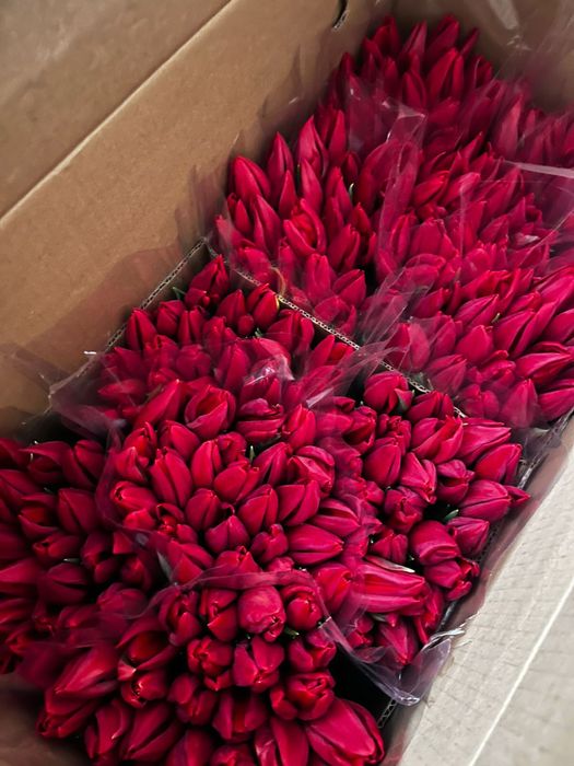 Тюльпаны по хорошей цене