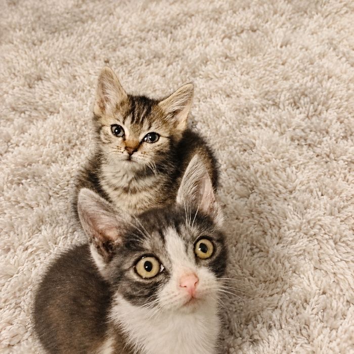 Котята ищу семью