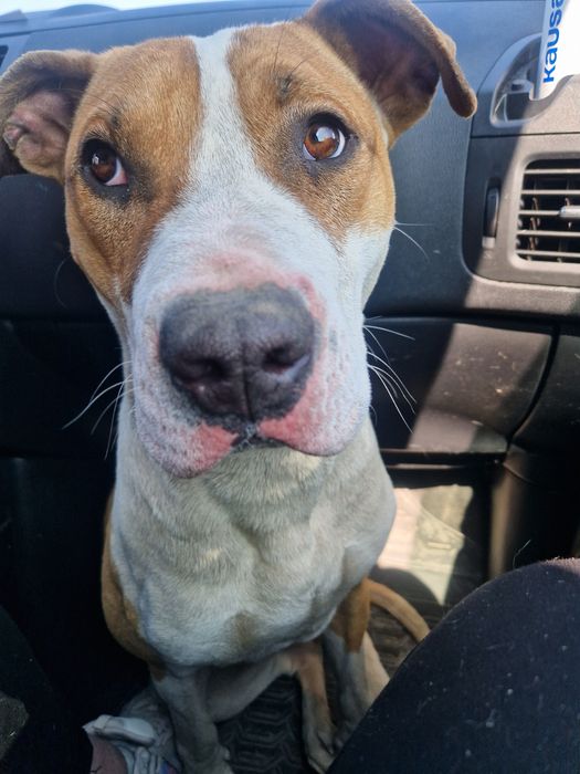 Найдена собака пит