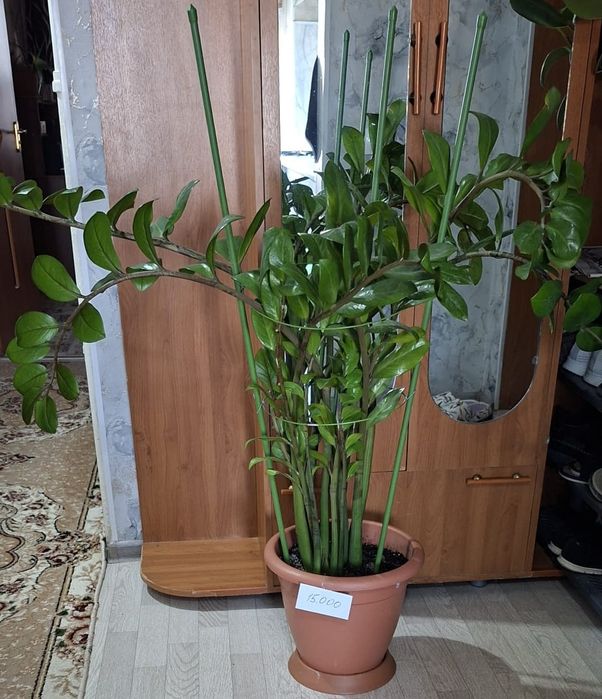 Продам цветы комнатные