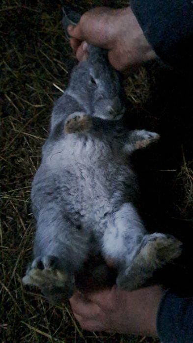 Продам молодых кролих и кролов