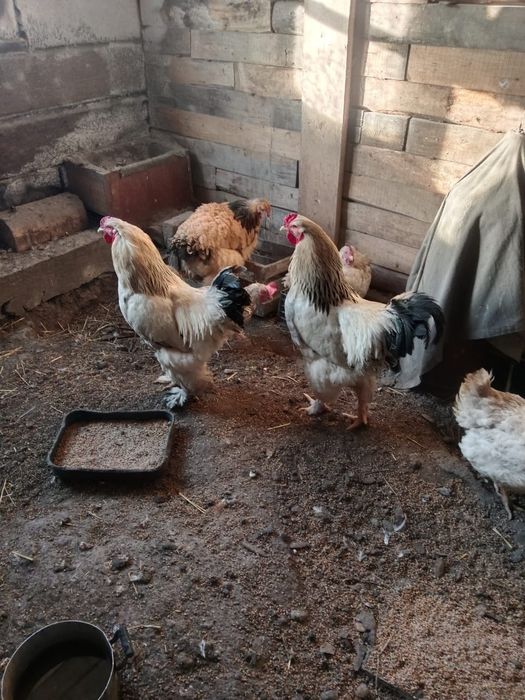 Продам петуха Брама