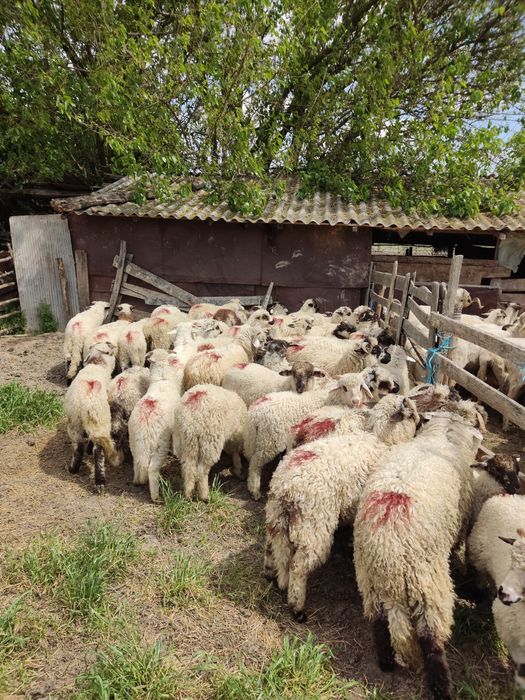 Miei de vanzare.