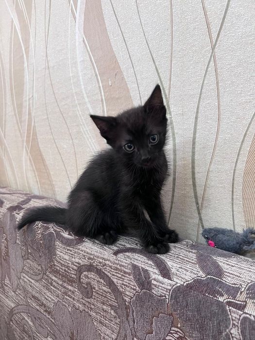 Отдам котят в добрые руки